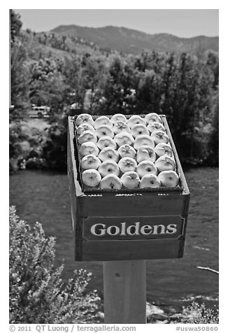 Sculpture of yellow apples box, Cashmere. Washington (black and white)