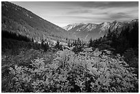 Fall foliage in valley below Easy Pass, Okanogan National Forest. Washington ( black and white)