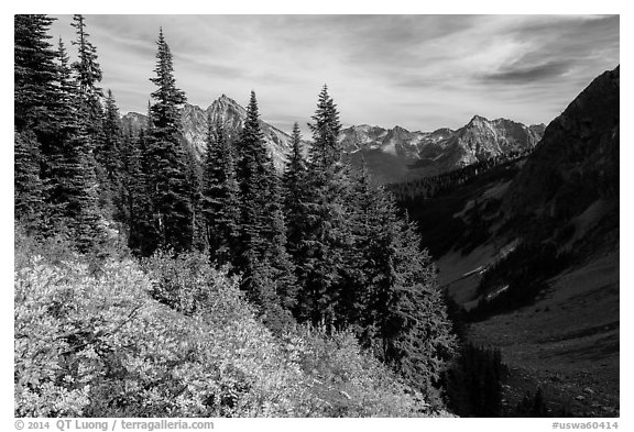 Berry plants, row of fir, and peaks below Easy Pass, Okanogan National Forest. Washington (black and white)