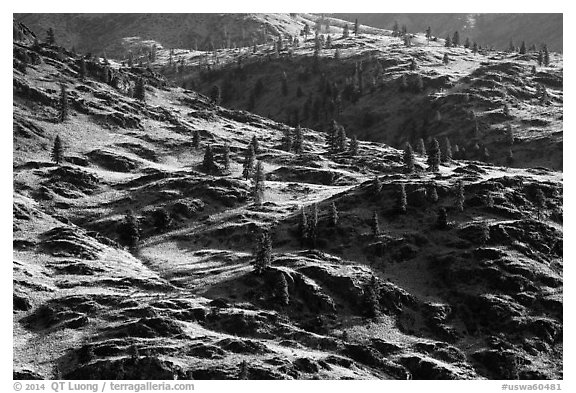 Dry hills and pines. Washington (black and white)