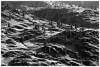 Dry hills and pines. Washington ( black and white)