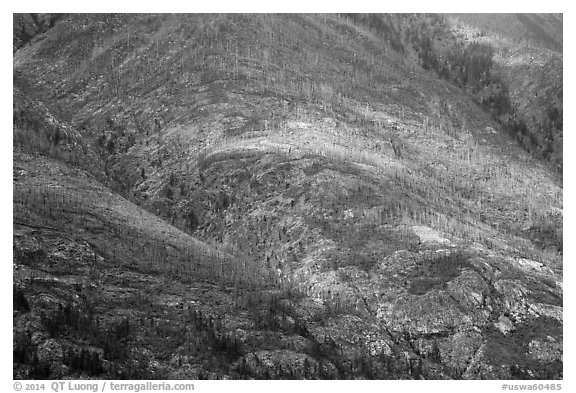 Slopes with burned forest and fall foliage, Lake Chelan. Washington (black and white)