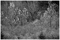 Trees in autumn near Snoqualmie Pass. Washington (black and white)