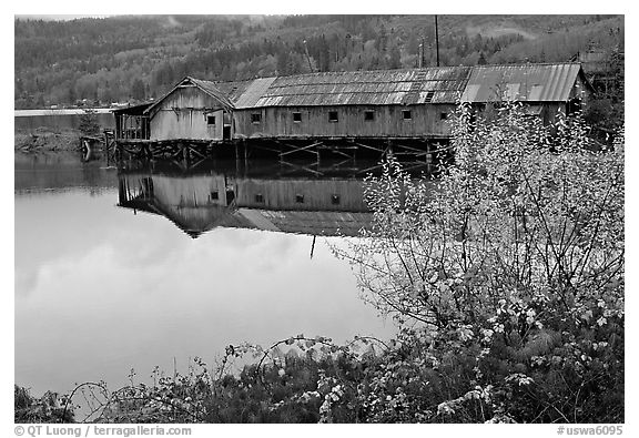 Wooden pier in autumn, Olympic Peninsula. Olympic Peninsula, Washington (black and white)