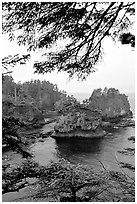 Sea cliffs, Cape Flattery, Olympic Peninsula. Olympic Peninsula, Washington ( black and white)