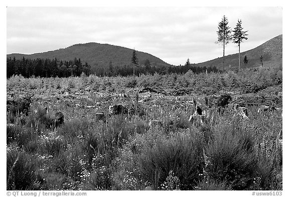 Clear-cut area with wildflowers, Olympic Peninsula. Olympic Peninsula, Washington