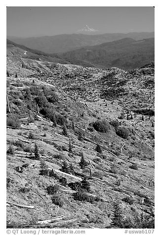Slopes covered with trees downed by the eruption, Mt Hood in the distance. Mount St Helens National Volcanic Monument, Washington (black and white)