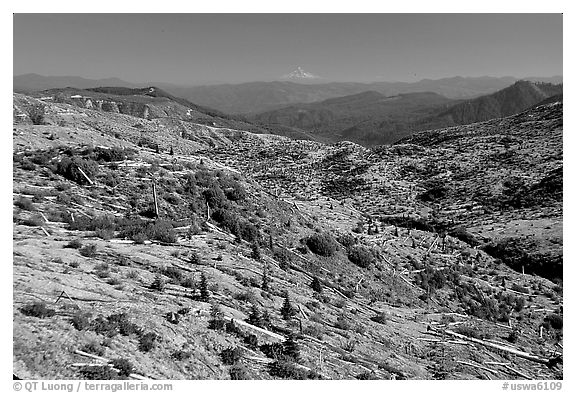 Slopes covered with trees downed by the eruption, Mt Hood in the distancet. Mount St Helens National Volcanic Monument, Washington (black and white)