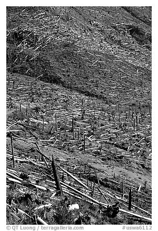 Forests flattened by the eruption lie pointing away from the blast. Mount St Helens National Volcanic Monument, Washington (black and white)