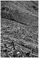 Forests flattened by the eruption lie pointing away from the blast. Mount St Helens National Volcanic Monument, Washington ( black and white)