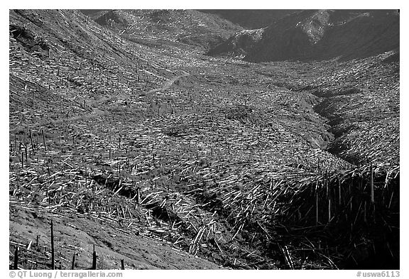 Trees uprooted by the eruption lie pointing away from the blast. Mount St Helens National Volcanic Monument, Washington (black and white)