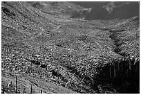 Trees uprooted by the eruption lie pointing away from the blast. Mount St Helens National Volcanic Monument, Washington (black and white)