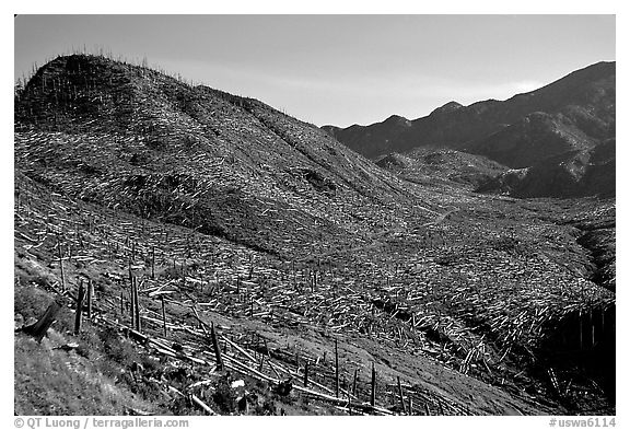 Valley littered with millions of trees flattened by the eruption. Mount St Helens National Volcanic Monument, Washington (black and white)