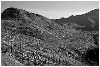 Valley littered with millions of trees flattened by the eruption. Mount St Helens National Volcanic Monument, Washington ( black and white)