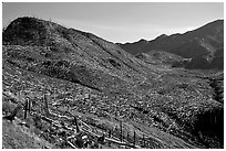 Valley littered with millions of trees flattened by the eruption. Mount St Helens National Volcanic Monument, Washington (black and white)