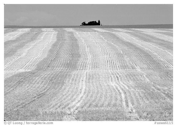 Yellow field, The Palouse. Washington