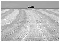 Yellow field, The Palouse. Washington ( black and white)