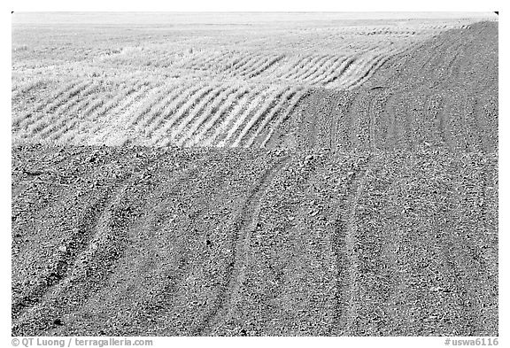 Undulating field with plowing patterns, The Palouse. Washington