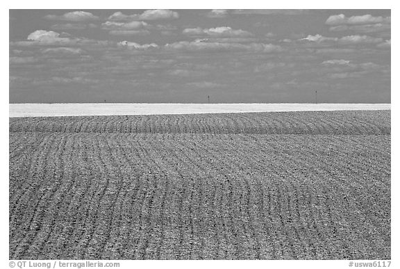 Field with plowing lines, The Palouse. Washington (black and white)