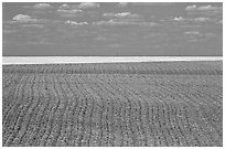 Field with plowing lines, The Palouse. Washington (black and white)