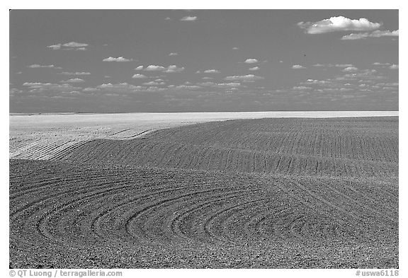 Field with curved plowing patterns, The Palouse. Washington