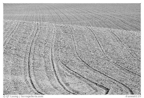 Field with curved plowing lines, The Palouse. Washington (black and white)