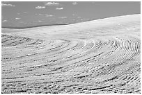 Yellow field with curved plowing patterns, The Palouse. Washington (black and white)