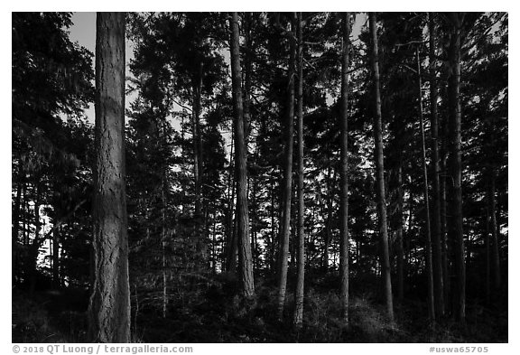 Pine trees near Iceberg Point at sunset, Lopez Island. Washington (black and white)