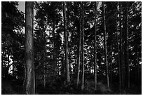 Pine trees near Iceberg Point at sunset, Lopez Island. Washington ( black and white)