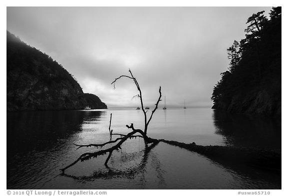 Fallen tree and Watmough Bay, Lopez Island. Washington (black and white)