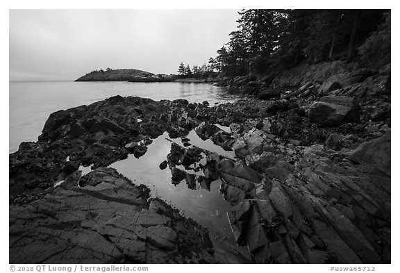 Tidepool, Watmough Bay, Lopez Island. Washington (black and white)
