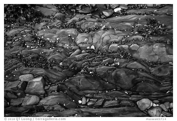 Close-up of pebbles and seaweed on rock slab, Watmough Bay, Lopez Island. Washington (black and white)
