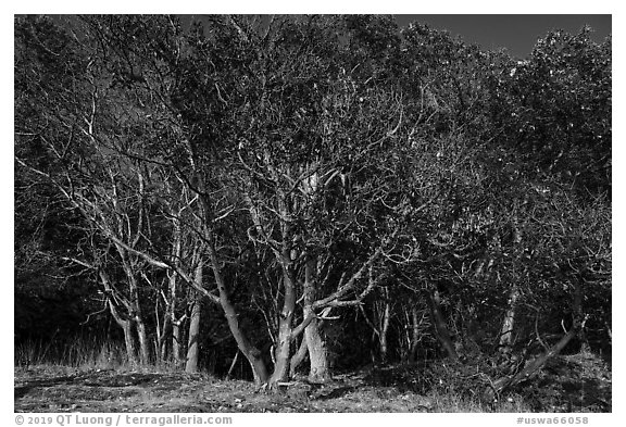 Madrone trees with orange peeling bark, Lime Point State Park, San Juan Island. Washington (black and white)