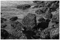 Rocks covered with seaweed, San Juan Islands National Monument, San Juan Island. Washington ( black and white)