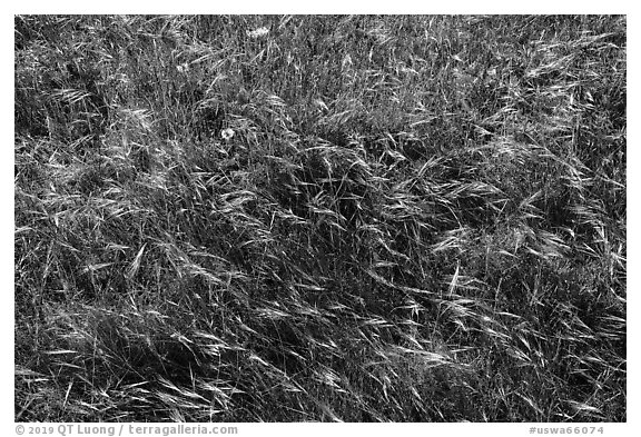 Close-up of summer grasses, Cattle Point, San Juan Islands National Monument, San Juan Island. Washington (black and white)