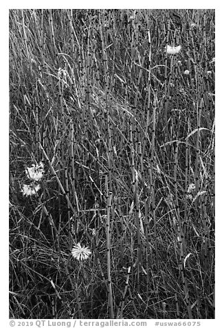 Close-up of grasses and flowers, Cattle Point NRCA, San Juan Islands National Monument, San Juan Island. Washington (black and white)