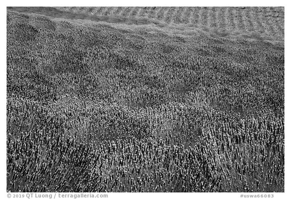 Pelindaba Lavender Farm, San Juan Island. Washington (black and white)