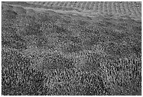 Pelindaba Lavender Farm, San Juan Island. Washington ( black and white)