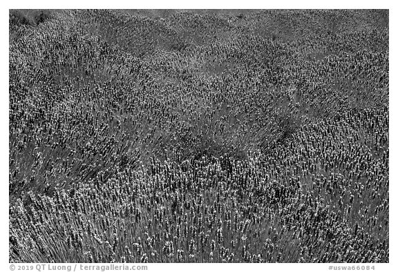 Lavender flowers, San Juan Island. Washington (black and white)