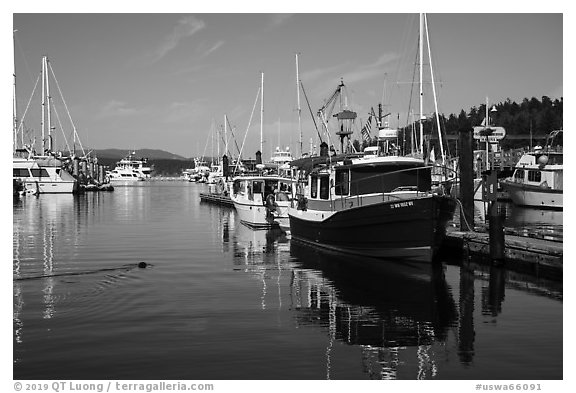Friday Harbor marina with harbor seal, San Juan Island. Washington (black and white)