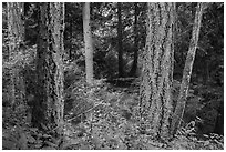 Old growth forest, Moran State Park. Washington ( black and white)