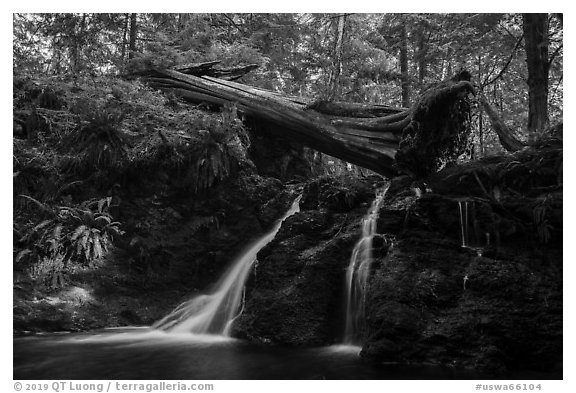 Waterfall and fallen tree, Cascade Creek, Moran State Park. Washington (black and white)