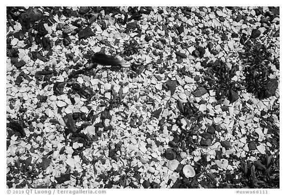 Broken seashells, Indian Island, San Juan Islands National Monument, Orcas Island. Washington (black and white)