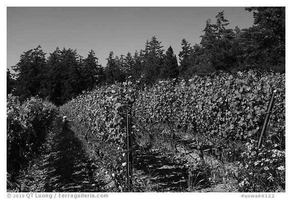 Vineyard, Lopez Island. Washington (black and white)