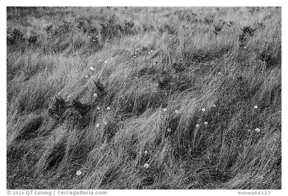 Close up of grasses and dandelions, San Juan Islands National Monument, Lopez Island. Washington (black and white)