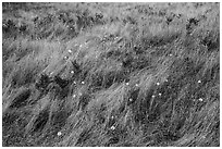 Close up of grasses and dandelions, San Juan Islands National Monument, Lopez Island. Washington ( black and white)
