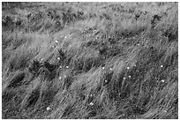 Close up of grasses and dandelions, San Juan Islands National Monument, Lopez Island. Washington ( black and white)