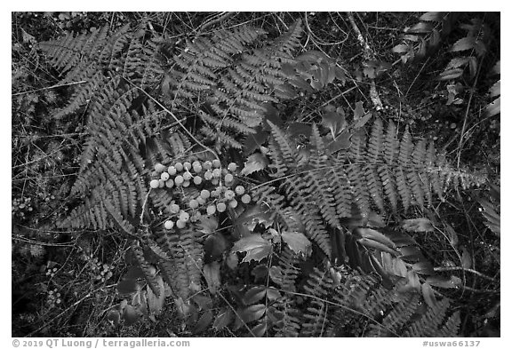 Close-up of ferns and berries, San Juan Islands National Monument, Lopez Island. Washington (black and white)