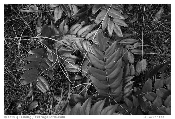 Close-up of leaves on forest floor, San Juan Islands National Monument, Lopez Island. Washington (black and white)