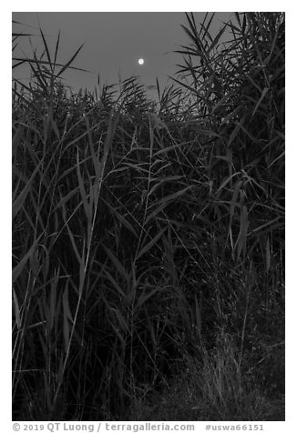 Aquatic plants and moon, Wahluke Ponds, Hanford Reach National Monument. Washington (black and white)